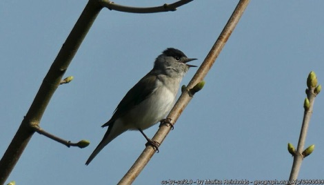 Blackcap singing